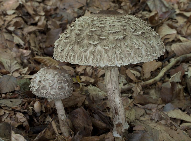 Chlorophyllum olivieri